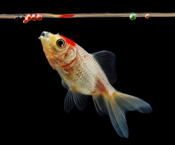 金魚を食べる