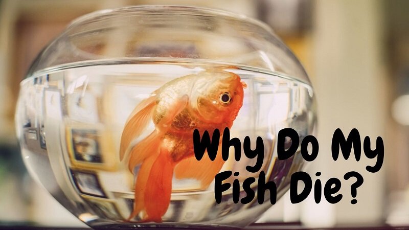 なぜ私の魚は死ぬのですか？