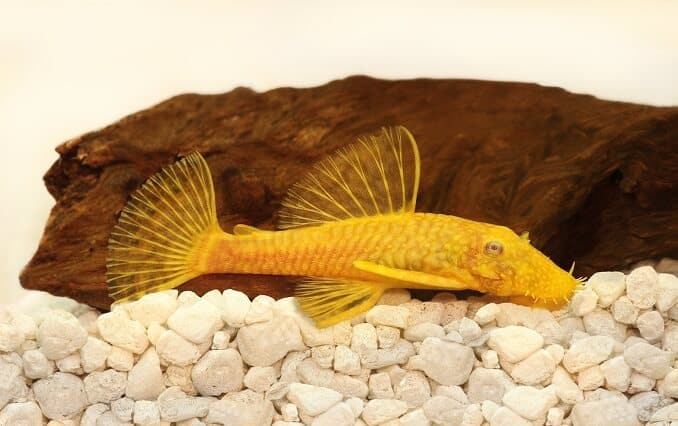 ゴールデンアンシストラスプレコナマズブリッスルノーズ水族館の魚
