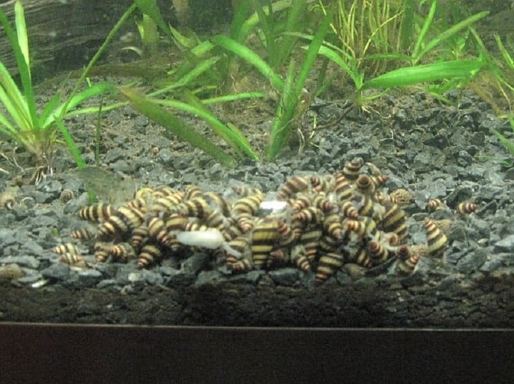暗殺者のカタツムリの繁殖