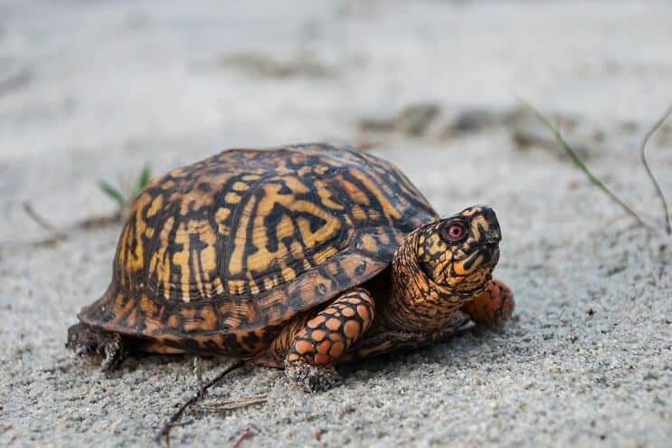 トウブハコガメの外観