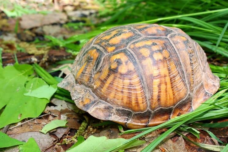 トウブハコガメを隠す