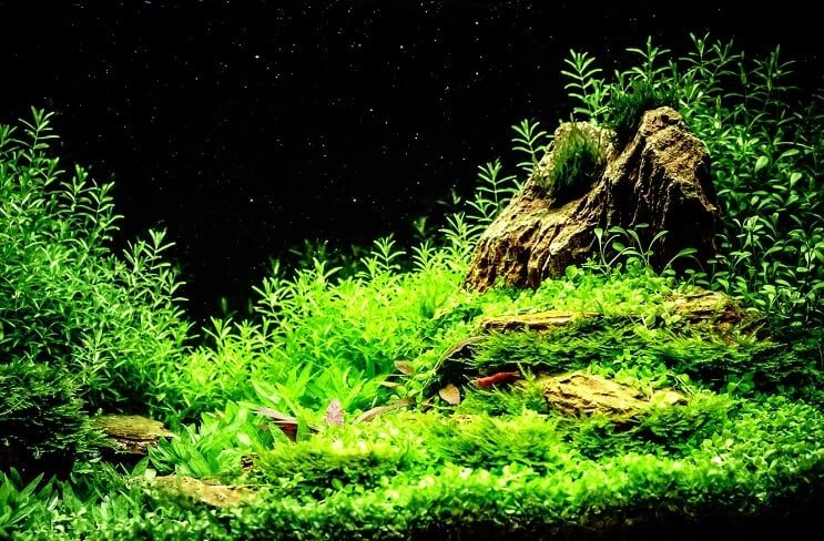 よく植えられたミステリーカタツムリタンク