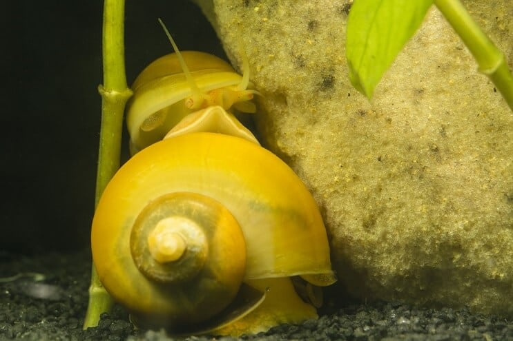 2つのミステリーカタツムリ