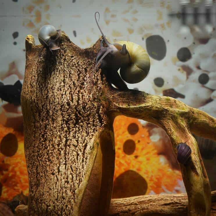 ミステリーカタツムリの繁殖