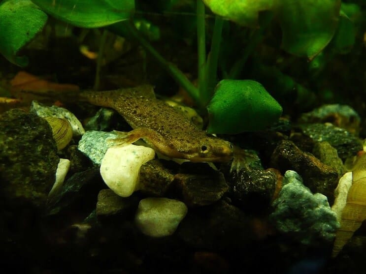 タンク内のコンゴツメガエル