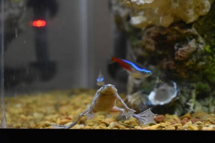 コンゴツメガエルとネオンテトラ