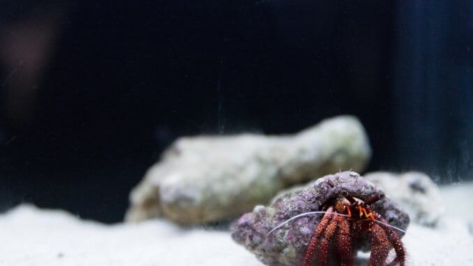 ヤドカリ水槽