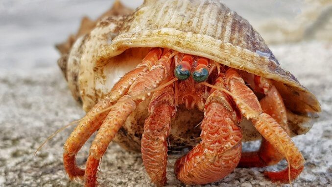 ヤドカリの外観