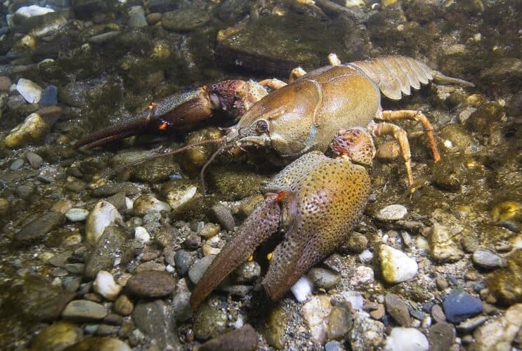 自然生息地のザリガニ