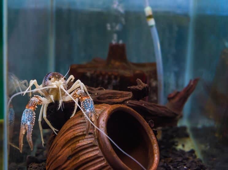 水族館のザリガニ