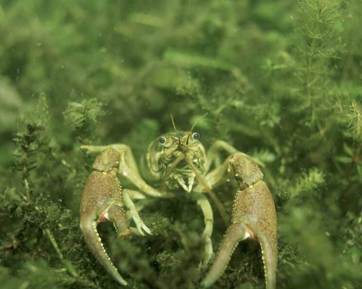 ザリガニの爪