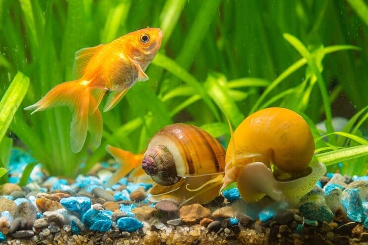 水族館のカタツムリ