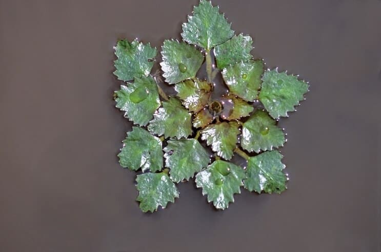 水栗