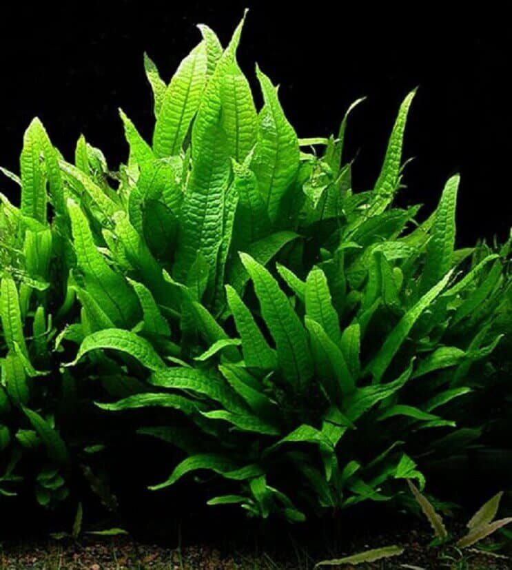 30以上の最高の低照度水族館植物：簡単な手入れ、カーペットなど…