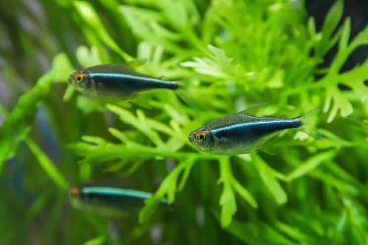 魚を追加する