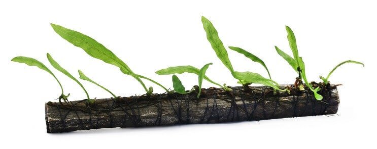 植付