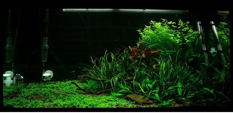タンクの状態Staurogynerepens