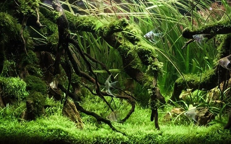 植えられたタンク