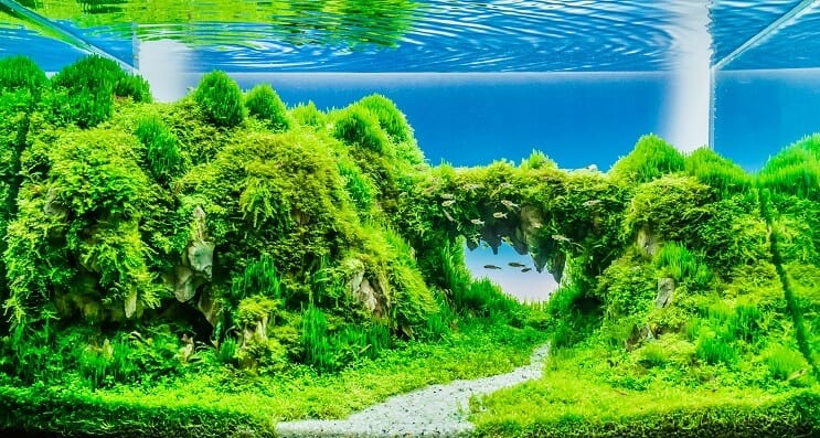 植えられたタンクのFAQ