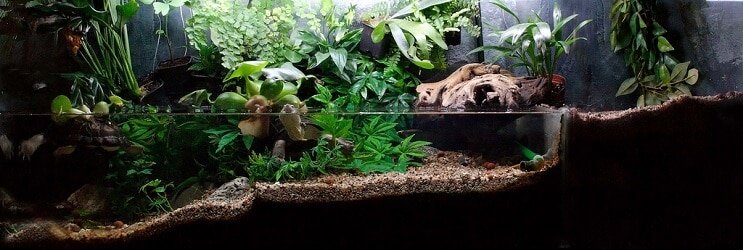 パルダリウム植物