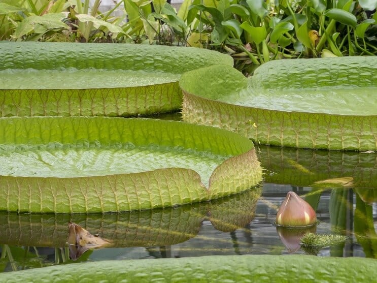 WaterLilyのケアとメンテナンス