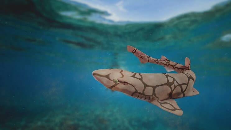 クサリトラザメ