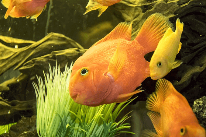 ガリバルディと他の魚