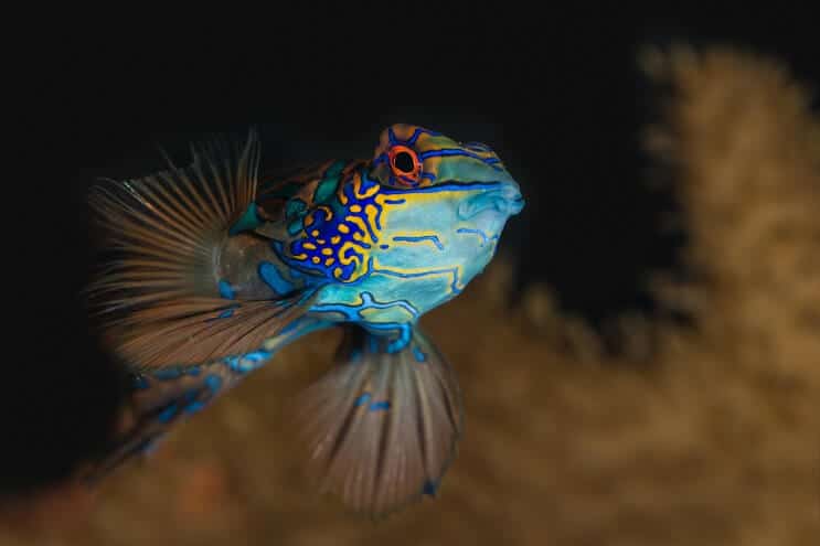 水族館のマンダリン