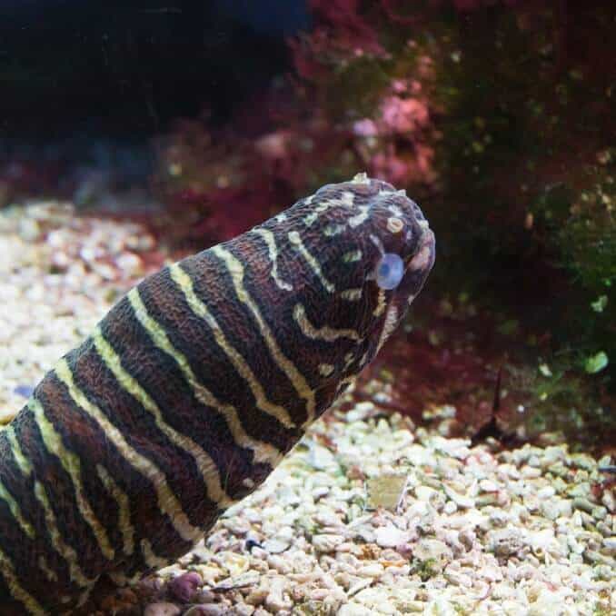 ゼブラウツボ