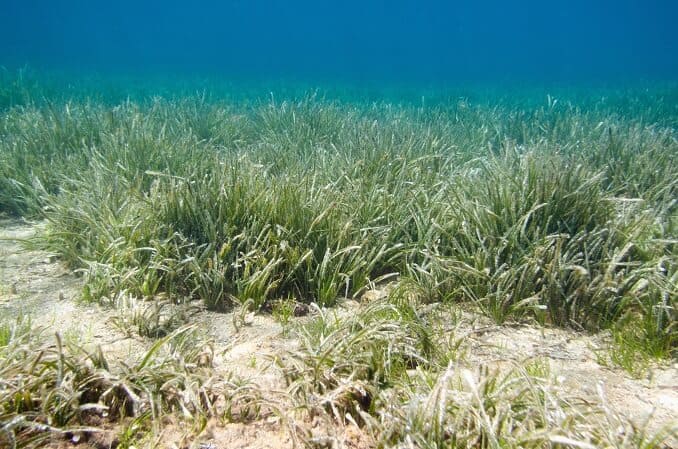 海草