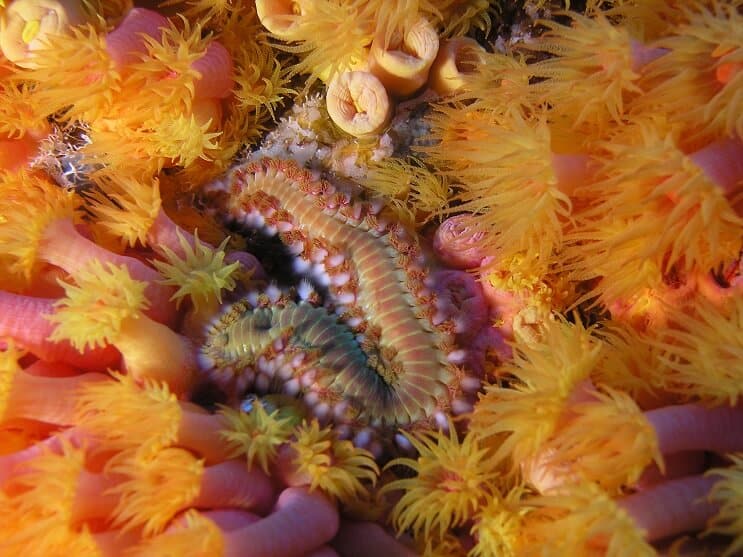 ひげを生やした火の虫