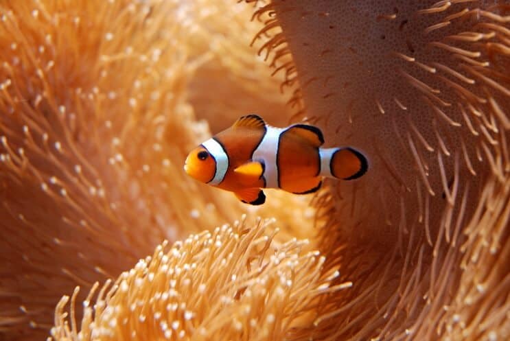 アネモネとカクレクマノミ