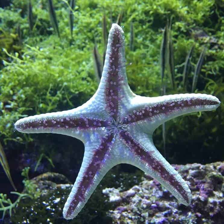 ヒトデ管足