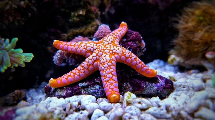 水族館のヒトデ